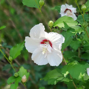 Meet your Posher, Windsor